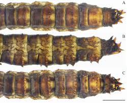 Attēlu rezultāti vaicājumam “Tipulidae larva”