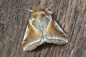 Attēlu rezultāti vaicājumam “Drepanidae”