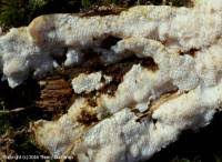 Attēlu rezultāti vaicājumam “Cinereomyces lindbladii”