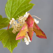 Attēlu rezultāti vaicājumam “Deilephila porcellus”