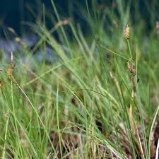 Attēlu rezultāti vaicājumam “Carex dioica fruit”