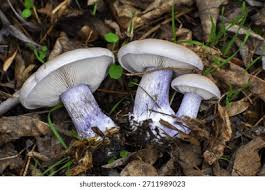 Attēlu rezultāti vaicājumam “Lepista sp.”