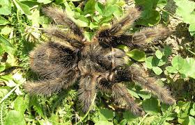 Znalezione obrazy dla zapytania Grammostola grossa