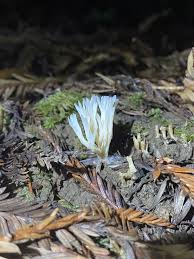 Attēlu rezultāti vaicājumam “Tremellodendropsis tuberosa”