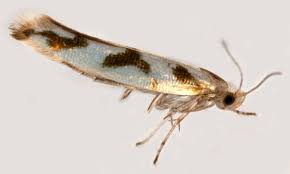 Attēlu rezultāti vaicājumam “Argyresthia goedartella”