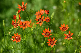 Image result for Adonis aestivalis