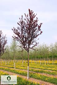 Attēlu rezultāti vaicājumam “Prunus cerasifera”