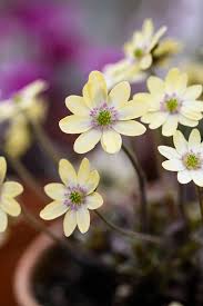 Attēlu rezultāti vaicājumam “Hepatica nobilis flower”