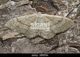 Attēlu rezultāti vaicājumam “Cabera exanthemata female”