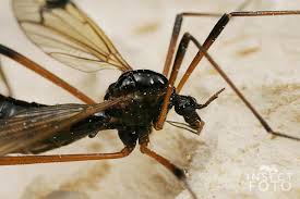 Attēlu rezultāti vaicājumam “Dictenidia bimaculata”