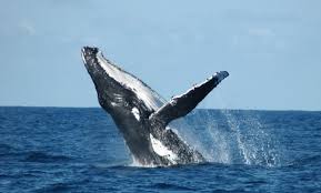 Image result for Megaptera novaeangliae