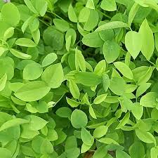 Attēlu rezultāti vaicājumam “Galega orientalis leaf”