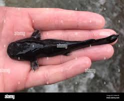 Image result for Pylodictis olivaris