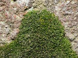 Attēlu rezultāti vaicājumam “Didymodon fallax var. brevifolius”