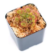 Attēlu rezultāti vaicājumam “Drosera rotundifolia leaf”