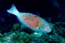 Image result for Sparisoma amplum