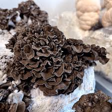 Attēlu rezultāti vaicājumam “Grifola frondosa”