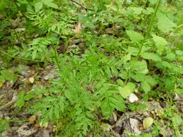 Attēlu rezultāti vaicājumam “Cardamine impatiens leaf”