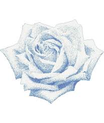 Image result for rosa aquatica