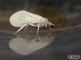 Attēlu rezultāti vaicājumam “Coniopterygidae”