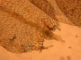 Attēlu rezultāti vaicājumam “Drepanocladus aduncus”