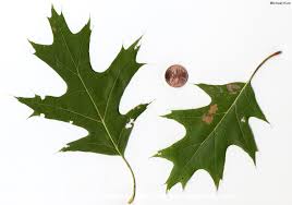 Attēlu rezultāti vaicājumam “Quercus rubra”