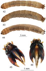 Attēlu rezultāti vaicājumam “Tipulidae larva”