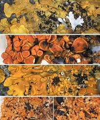 Attēlu rezultāti vaicājumam “Xanthoriicola physciae”