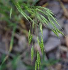 Attēlu rezultāti vaicājumam “Anisantha tectorum”