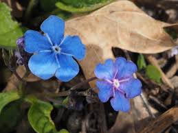 Image result for Omphalodes verna