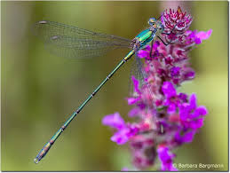 Attēlu rezultāti vaicājumam “Chalcolestes viridis”