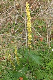 Attēlu rezultāti vaicājumam “Verbascum nigrum leaf”