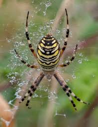 Attēlu rezultāti vaicājumam “Argiope bruennichi”