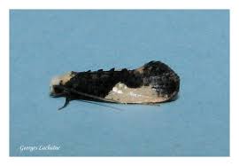 Attēlu rezultāti vaicājumam “Monopis monachella”