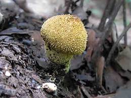 Attēlu rezultāti vaicājumam “Lycoperdon pyriforme”