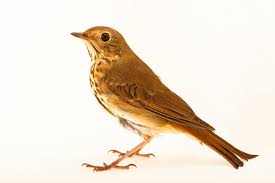 Image result for Catharus guttatus