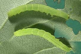 Attēlu rezultāti vaicājumam “Colobochyla salicalis”