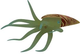 Attēlu rezultāti vaicājumam “Endoceras”