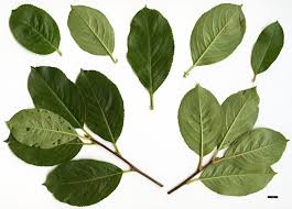 Attēlu rezultāti vaicājumam “Aronia melanocarpa”