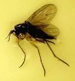 Gnat Gonna Live With It: Getting Rid of Indoor Gnats | Apartment ...