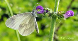 Attēlu rezultāti vaicājumam “Leptidea sinapis underside”