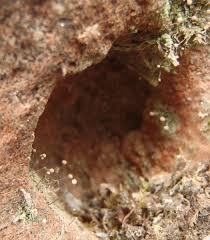 Attēlu rezultāti vaicājumam “Chaenotheca gracilenta”