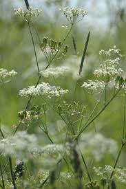 Image result for Carum carvi