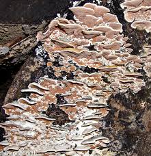 Attēlu rezultāti vaicājumam “Gloeoporus dichrous”