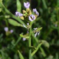Attēlu rezultāti vaicājumam “Cakile maritima subsp. baltica leaf”