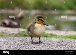 Attēlu rezultāti vaicājumam “Anas platyrhynchos juvenile”