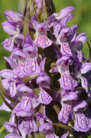 Attēlu rezultāti vaicājumam “Dactylorhiza incarnata”