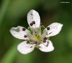 Attēlu rezultāti vaicājumam “Moehringia lateriflora”