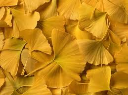 Attēlu rezultāti vaicājumam “Ginkgo biloba leaf”