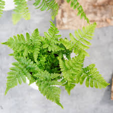 Attēlu rezultāti vaicājumam “Gymnocarpium robertianum”